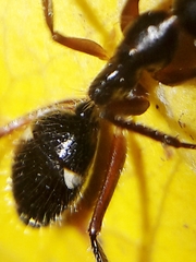 Camponotus sexguttatus