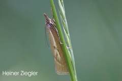 Catoptria petrificella