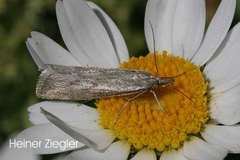 Catoptria petrificella