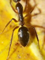 Camponotus sexguttatus