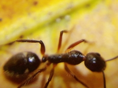 Camponotus sexguttatus
