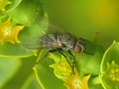 Graphogaster vestita