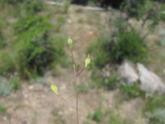 Camelina rumelica