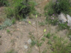 Camelina rumelica