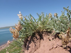 Astragalus arkalycensis