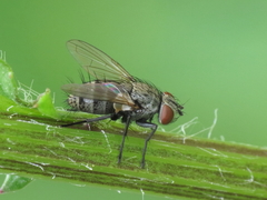 Graphogaster vestita