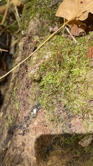 Thamnobryum alleghaniense