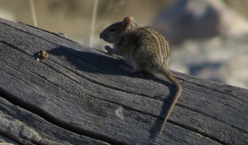 Cape Four-striped Grass Mouse, photo 3 of 10