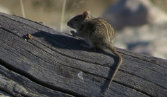 Xeric Four-Striped Grass Rat photo 3
