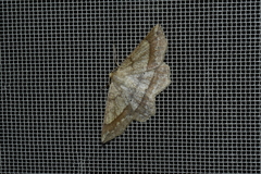 Euchlaena marginaria