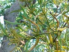 Phoradendron bolleanum