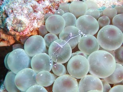 Ancylomenes sarasvati