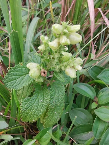 Teucrium viscidum iNat (2)