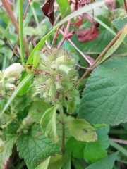 Clinopodium chinense