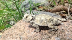 Phrynosoma braconnieri