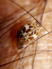 Psyllobora lenta