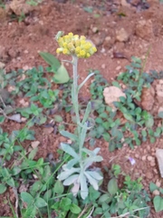 Pseudognaphalium affine