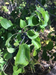 Rhamnus cathartica