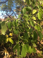 Rhamnus cathartica