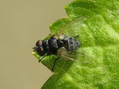 Graphogaster vestita