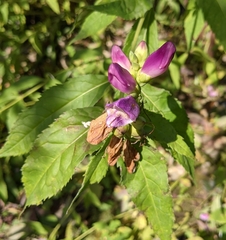 Chelone obliqua