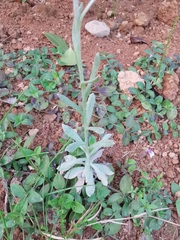Pseudognaphalium affine