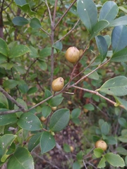 Camellia brevistyla