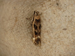 Caryocolum fischerella