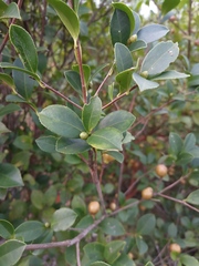 Camellia brevistyla
