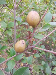 Camellia brevistyla