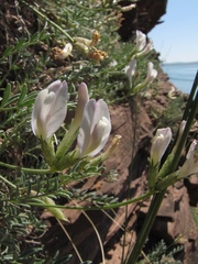 Astragalus ionae