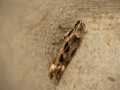 Caryocolum fischerella