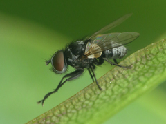 Graphogaster vestita