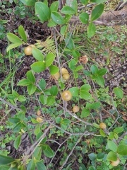 Camellia brevistyla
