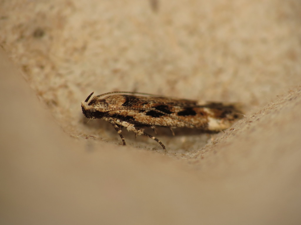 Caryocolum fischerella