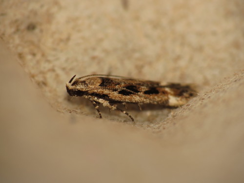 Caryocolum fischerella