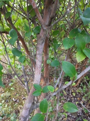 Camellia brevistyla