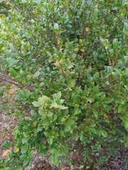 Camellia brevistyla