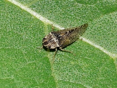 Xerophloea