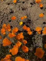 Eschscholzia californica