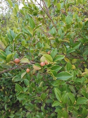 Camellia brevistyla