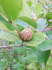 Camellia brevistyla