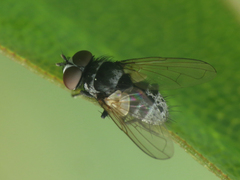 Graphogaster vestita