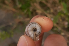 Xerolenta obvia