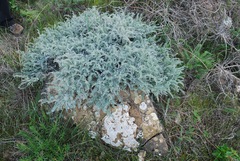 Astragalus traskiae