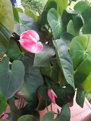 Anthurium andraeanum