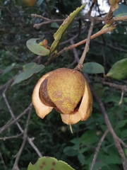 Camellia oleifera