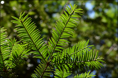 Torreya nucifera