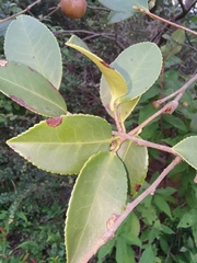 Camellia oleifera