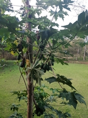 Vasconcellea pubescens